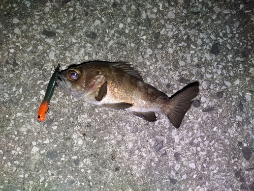 シロメバルの釣果