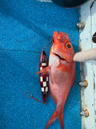 キンメダイの釣果