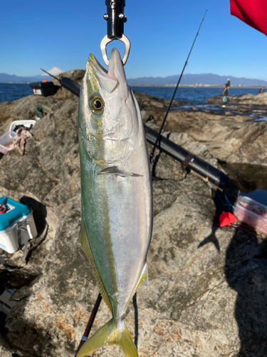 イナダの釣果