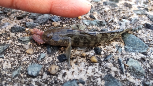 アゴハゼの釣果