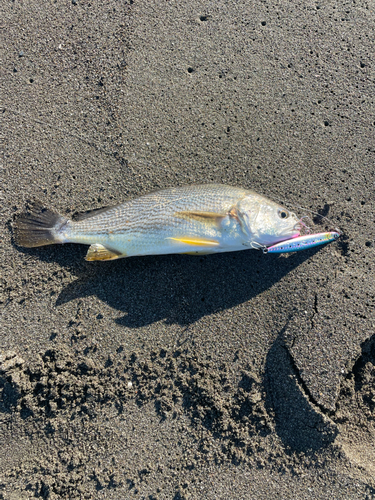 シログチの釣果