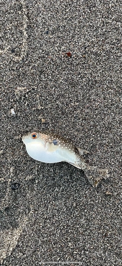 クサフグの釣果