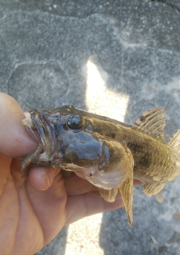 ウロハゼの釣果