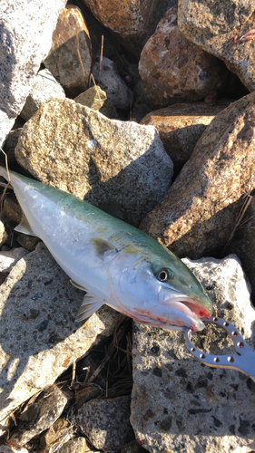 ハマチの釣果