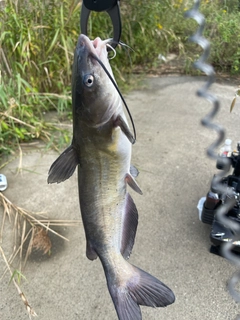 アメリカンキャットフィッシュの釣果