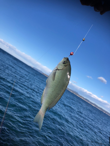 メジナの釣果