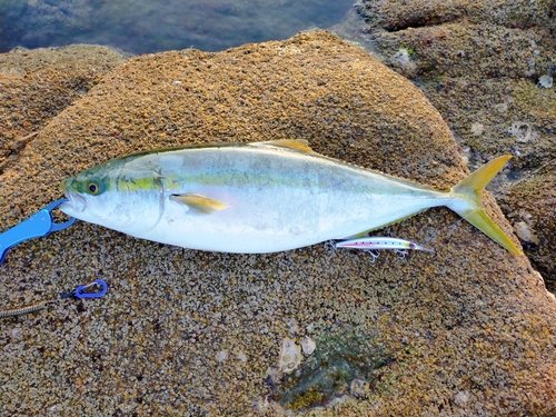 ヤズの釣果