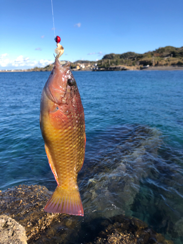 ベラの釣果