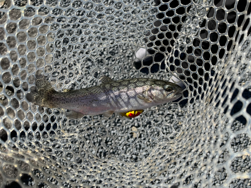 ニジマスの釣果