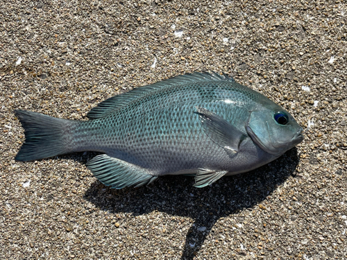 クロの釣果