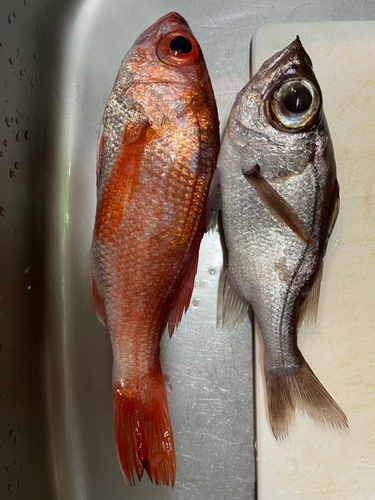 アカムツの釣果