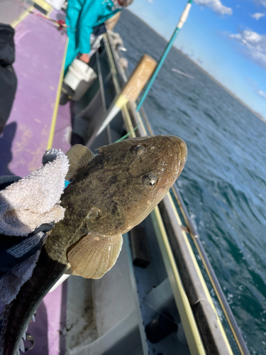 マゴチの釣果