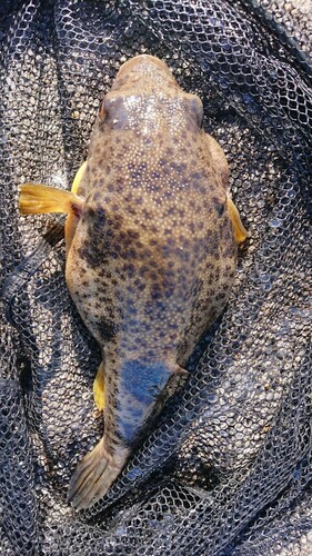 アカメフグの釣果