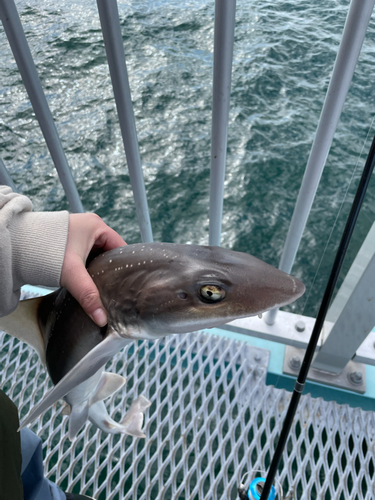 ホシザメの釣果