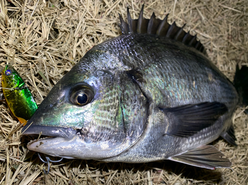 チヌの釣果