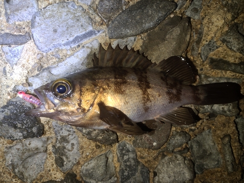 メバルの釣果