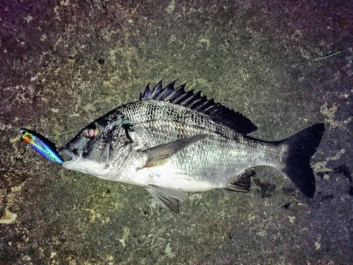 チヌの釣果