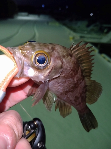 メバルの釣果