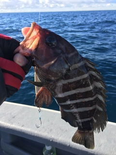 マハタの釣果