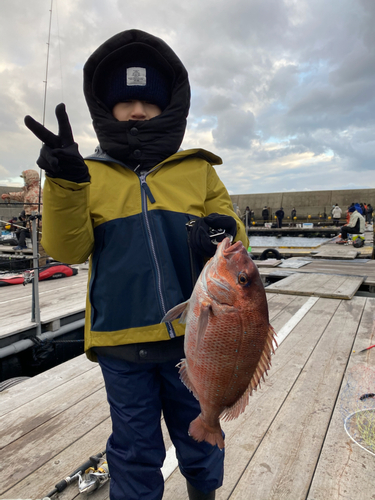 マダイの釣果