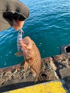 オオモンハタの釣果