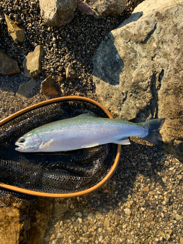 レインボートラウトの釣果