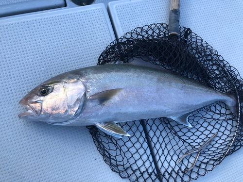 カンパチの釣果