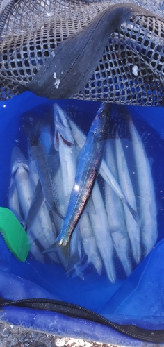 カマスの釣果