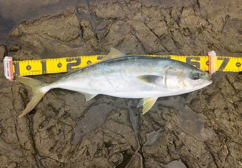 メジロの釣果