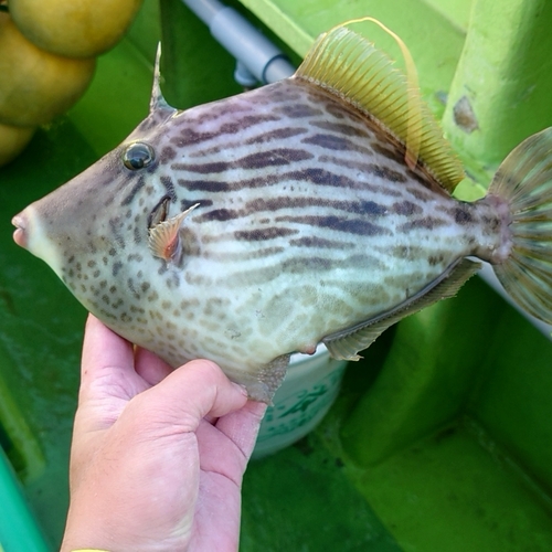 カワハギの釣果