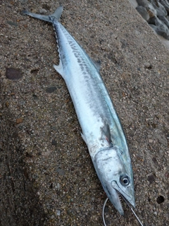 サゴシの釣果