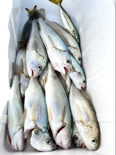 イシモチの釣果