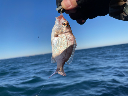 タイの釣果