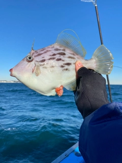 イナダの釣果