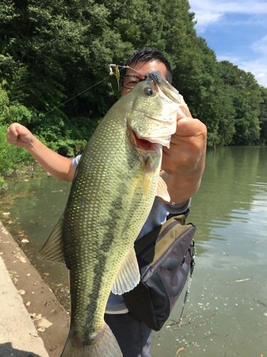 ブラックバスの釣果