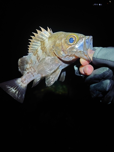 クロメバルの釣果