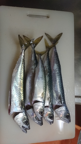 サバの釣果