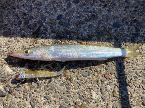 アカカマスの釣果