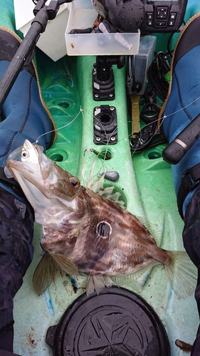 マトウダイの釣果