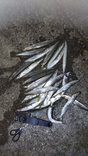 カマスの釣果