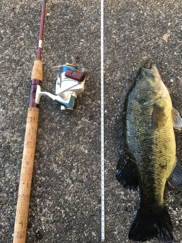 ブラックバスの釣果