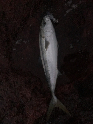 ハマチの釣果