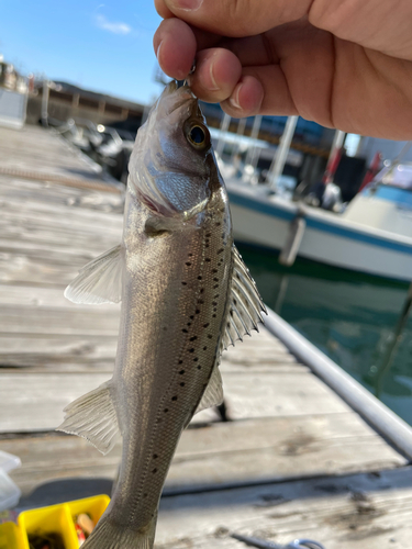 セイゴ（ヒラスズキ）の釣果