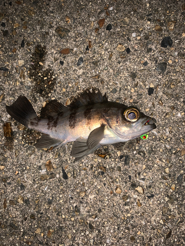 クロメバルの釣果