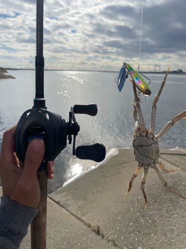 モクズガニの釣果