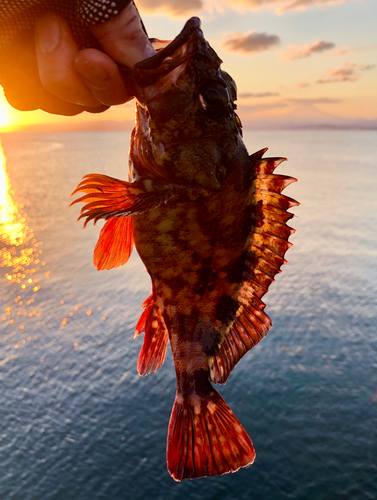 カサゴの釣果