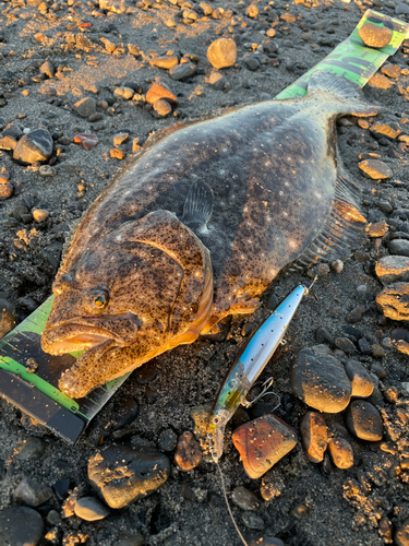 ヒラメの釣果