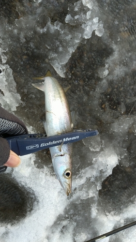 カマスの釣果