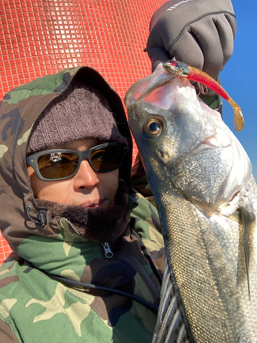 フッコ（マルスズキ）の釣果