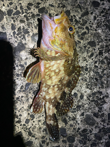 カサゴの釣果